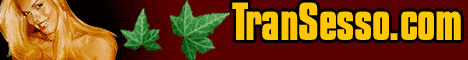 trans mania